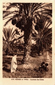 Algeria Scenes et Types Cueillette des Dattes Vintage Postcard C366