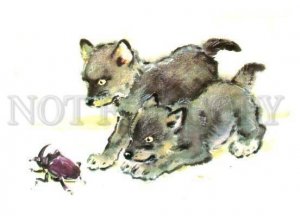 152822 CIRCUS ZOO Wolf Puppies rhinoceros beetle Old russia PC