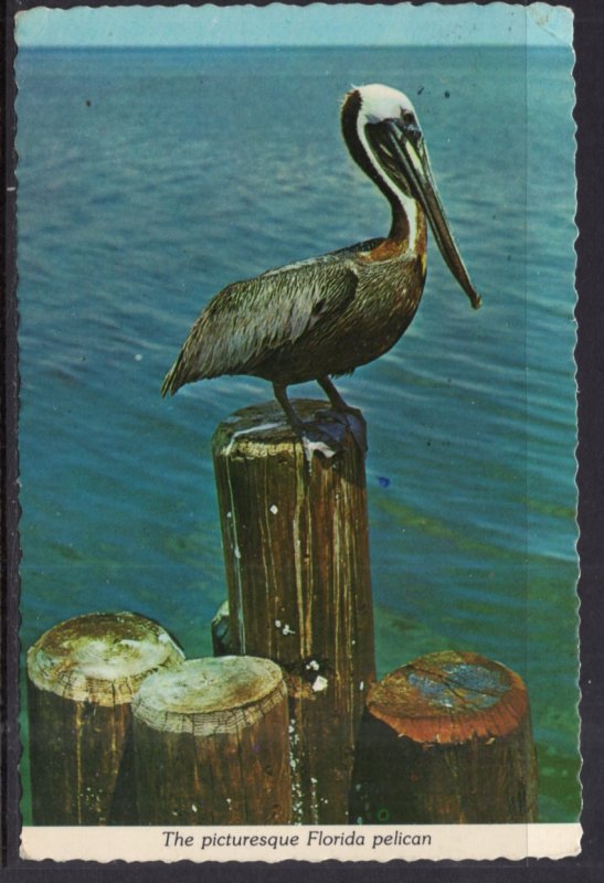 Florida Pelican BIN