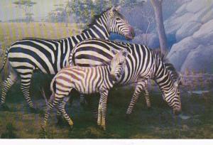 Pennsylvania Philadelphia Grant's Zebra Natural History Museum