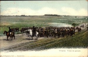 Uruguay Publ in Montevideo Tropa de Ganado c1905 USED Postcard