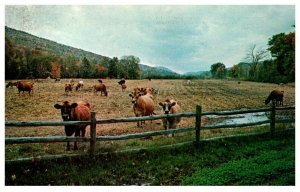 Herd of Cows , Grafton ,Vermont  , Covered Bridge Cheddar Cheese