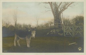 Photography M. Darnault Paris France donkey vintage real photo postcard