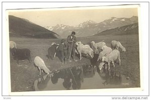 RP, Shepherd, Sheep, Switzerland, 1920-1940s