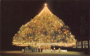 World's Largest Living Christmas Tree Wilmington, North Carolina NC