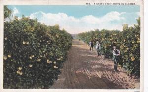 Florida Typical Grapefruit Grove Curteich