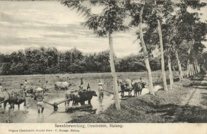 PC CPA MALANG, OMSTREKEN, SAWAHBEWERKING, INDONESIA, VINTAGE POSTCARD (b5832)