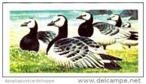 Brooke Bond Tea Trade Card Wild Birds In Britain No 40 Barnacle Goose