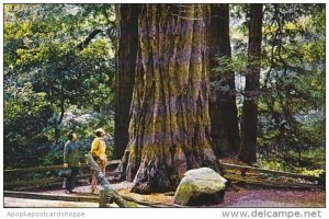 Muir Woods National Monument Pinchot Memorial Tree