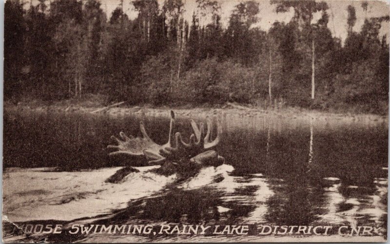 Rainy Lake Ontario District Moose Swimming ON CN Railway Postcard H60 *as is