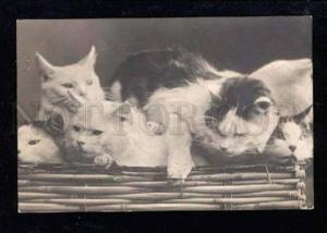 3026170 Family of CATS in Big Box. Vintage Real Photo