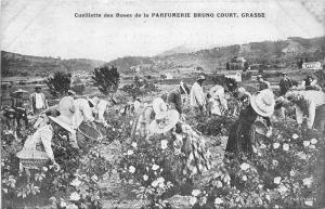 C-1910 Horticulture Cutting roses Perfume France postcard 5994