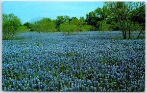 M-55606 Bluebonnet Lupinus Subcarnosus Texas