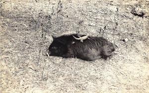 St Cloud FL Florida Native Animals RPPC Postcard