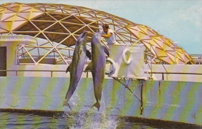 Florida St Petersburg Aquatarium Double Porpoise Jump