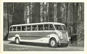 Bardell 1930s Gray Line Bus Big Trees Muir Woods California postcard 12238