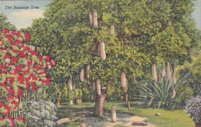 Florida The Sausage Tree 1940 Curteich