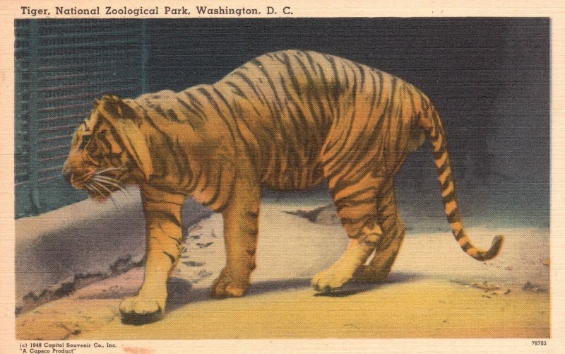 Vintage Postcard Tiger National Zoological Park Washington DC Wild Animals
