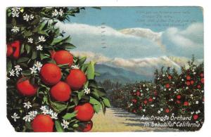 1909 USA Southern California Orange Orchard Postcard (MM155)