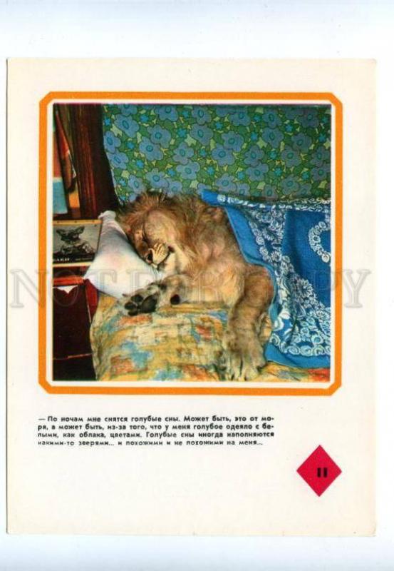 143470 BAKU CIRCUS LION King Berberov Family Sleeping Old #11