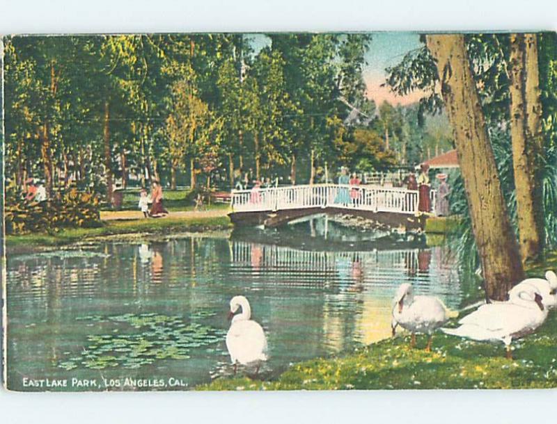 Divided-Back SWAN BIRDS AT EAST LAKE PARK Los Angeles California CA H3741