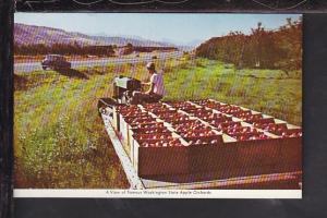 Apple Orchards,Washington State Postcard 
