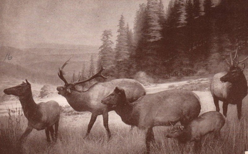 Roosevelt Elk Group,Museum of the California Academy of Sciences BIN