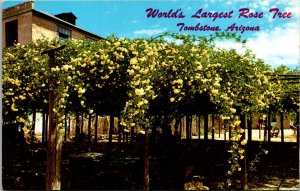 World's Largest Rose Tree Tombstone Arizona AZ Postcard