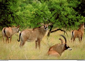 South Africa Roan Antelope