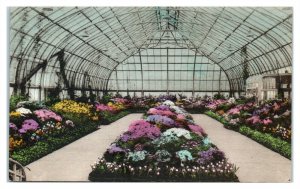 Krohn Conservatory Interior, Cincinnati, OH Hand-Colored Postcard *6S(2)15