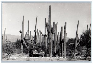 Arizona AZ Postcard RPPC Photo Sahuaro Giant Cactus In The Southwest c1940's