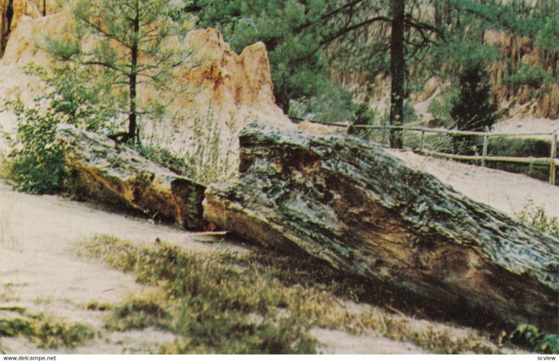 FLORA , MS , 1950-60s ; Petrified log