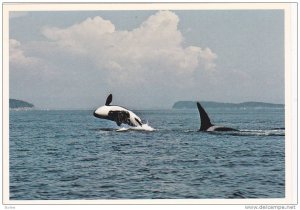Killer Whale Pod in wild , B.C. , Canada , 50-70s Version-3 with out text
