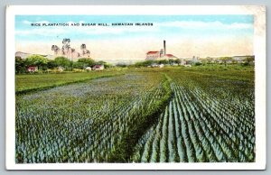 Hawaiian Postcard - A Hibiscus Flower - Honolulu, Hawaii