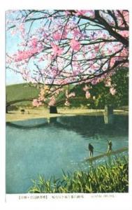 Cherry Blossoms Kintai Bridge Postcard Iwakuni Yamaguchi ...