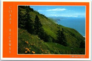 Postcard - California Poppy, Coast Highway - California