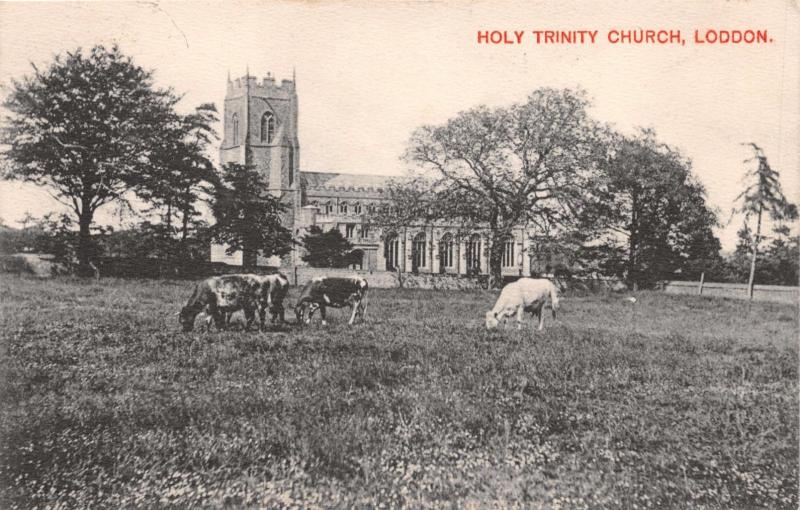 LODDON NORFOLK UK HOLY TRINITY CHURCH~GRAZING CATTLE~PHOTO POSTCARD 1907 PMK