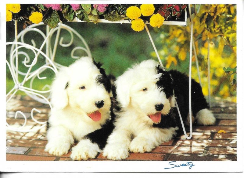 Two sweety puppies  Modern German  photo postcard 1970s