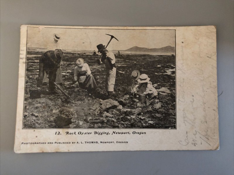 1906 ROCK OYSTER DIGGING Newport Oregon A L Thomas Posted Postcard