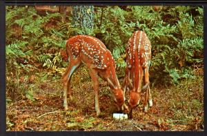 Fawn,Deer