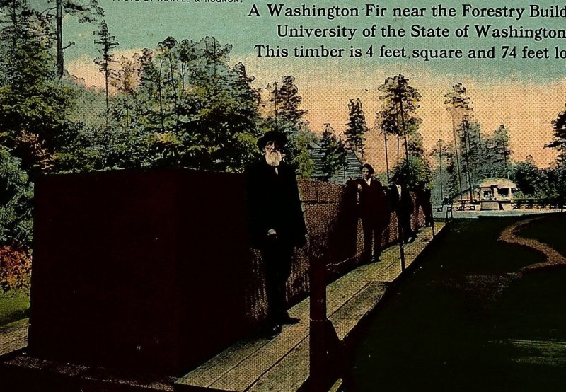 c1910 HUGE WASHINGTON FIR UNIVERSITY OF STATE OF WASHINGTON POSTCARD 14-128 