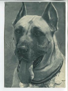 463729 USSR 1969 year Dog Great Dane postcard