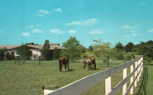 Postcard One Of The Many Small Estates In Brandon Florida Horse On Pasture