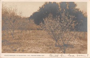 Orange Park Florida Peach Orchard Real Photo Vintage Postcard AA22359