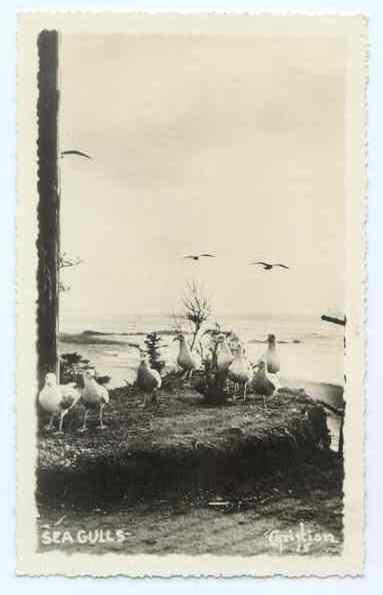 RPPC of Seagulls, by Christian, 18,  DOPS 1925-1942