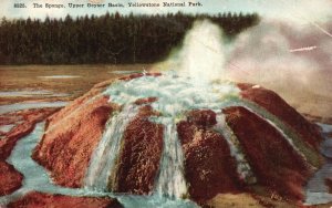 Vintage Postcard The Sponge Upper Geyser Basin Yellowstone National Park Wyoming
