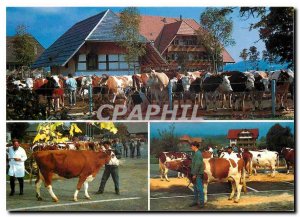 Postcard Modern Viehschau vor der Emmentaler Schaukaserei