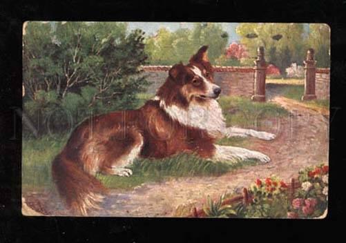 021515 Little COLLIE on Grass. Sign. Vintage colorPC