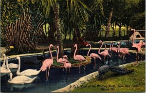 Wading Pool Rare Bird Farm Miami FL Florida Flamingos Peacock Linen Postcard UNP 