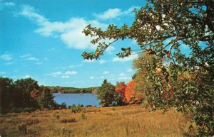 Postcard Tis Autumn in New England
